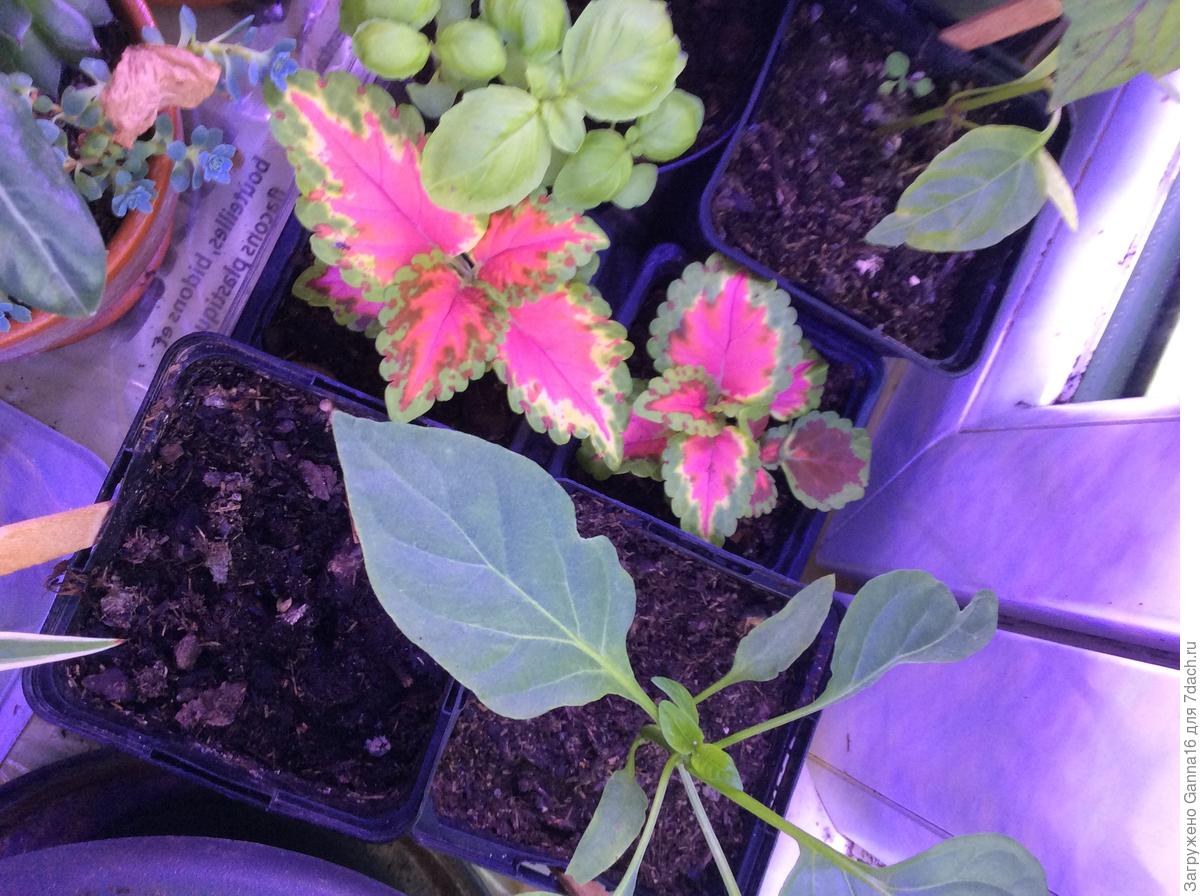 Семена комнатных растений: что лучше купить в интернет-магазине ...