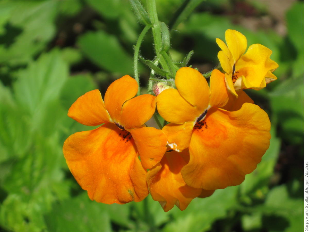 Немезия, или Редкий гость палисадника