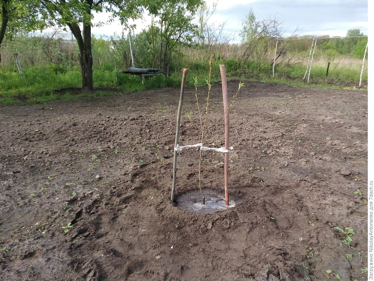 Схема посадки саженца яблони. Корни саженцев яблони. Посадка груши под 45 градусов. Растяжка груши для плодоношения. Посадка груш в коробах.