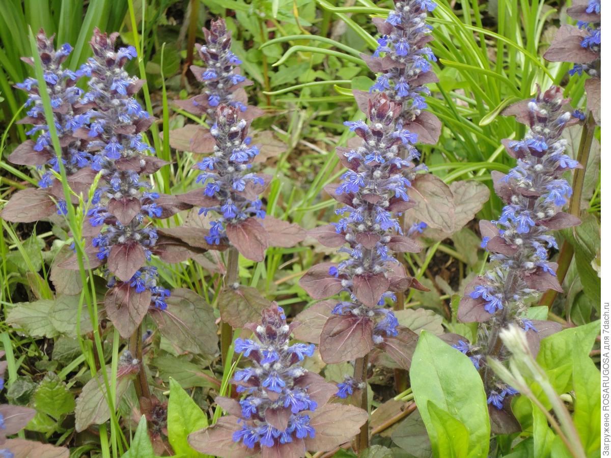 растения агрессоры