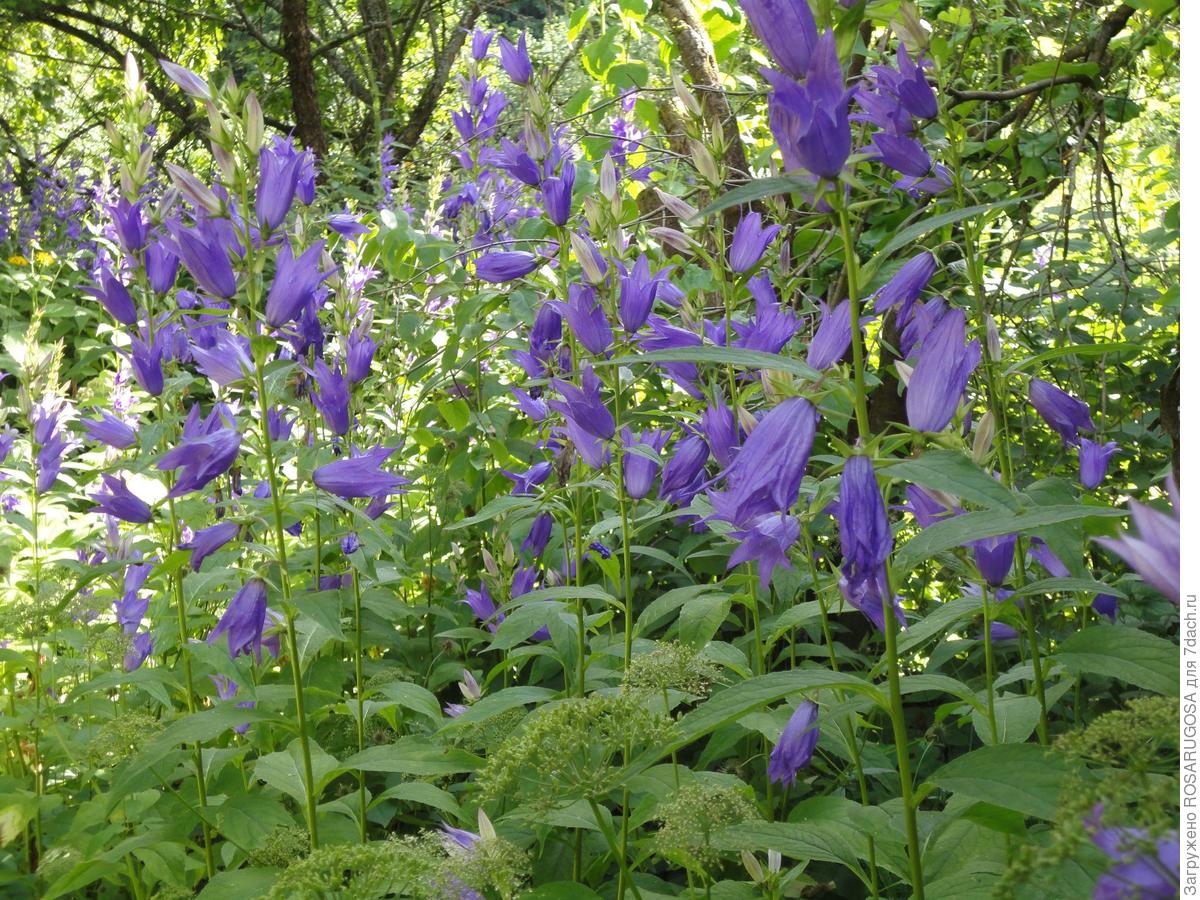 растения агрессоры