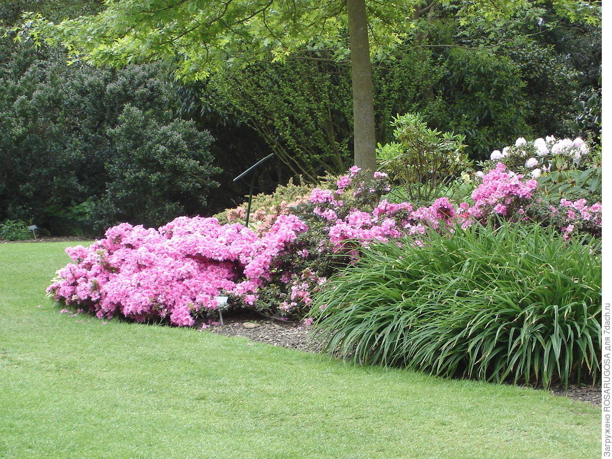 Рододендрон на газоне