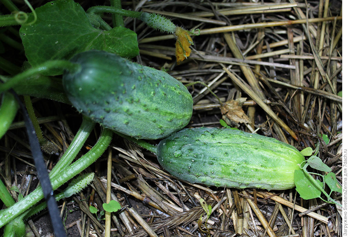 огурцы свежий урожай. огурец пасалимо f1 5шт. огурец сорт огородник. огурец домовенок кузя f1 цвет. семена огурца диригент f1.