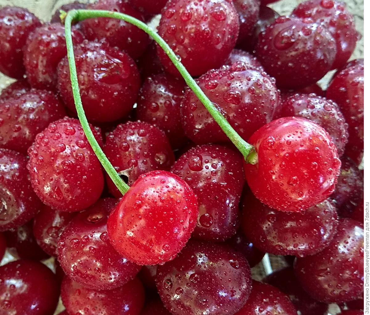 Какая вишня крупная и сладкая. Вишня майка описание сорта. Можно ли смешивать вишню с малиной.