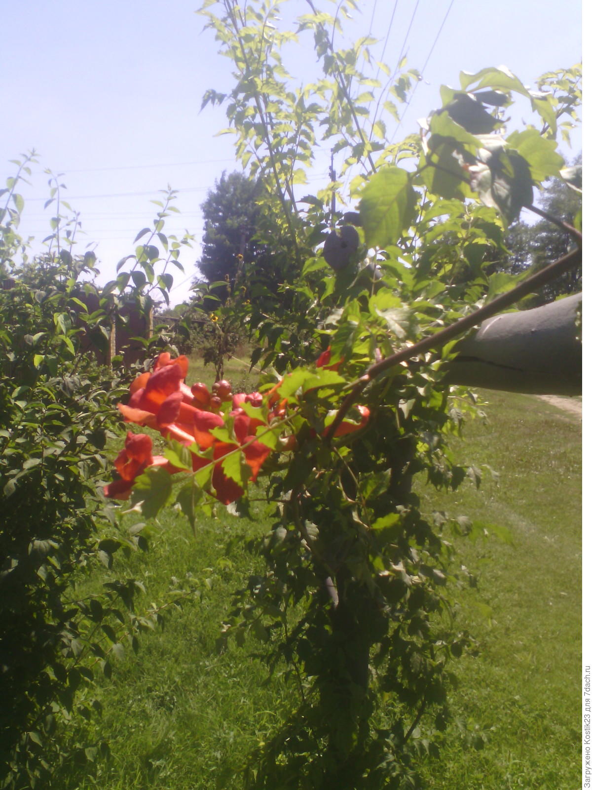 Кампсис – удивительная лиана: личный опыт выращивания