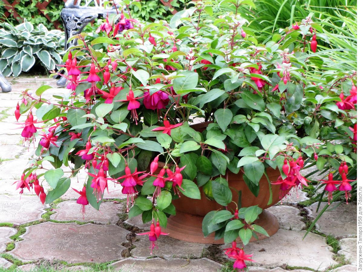 Почва для фуксии в домашних условиях