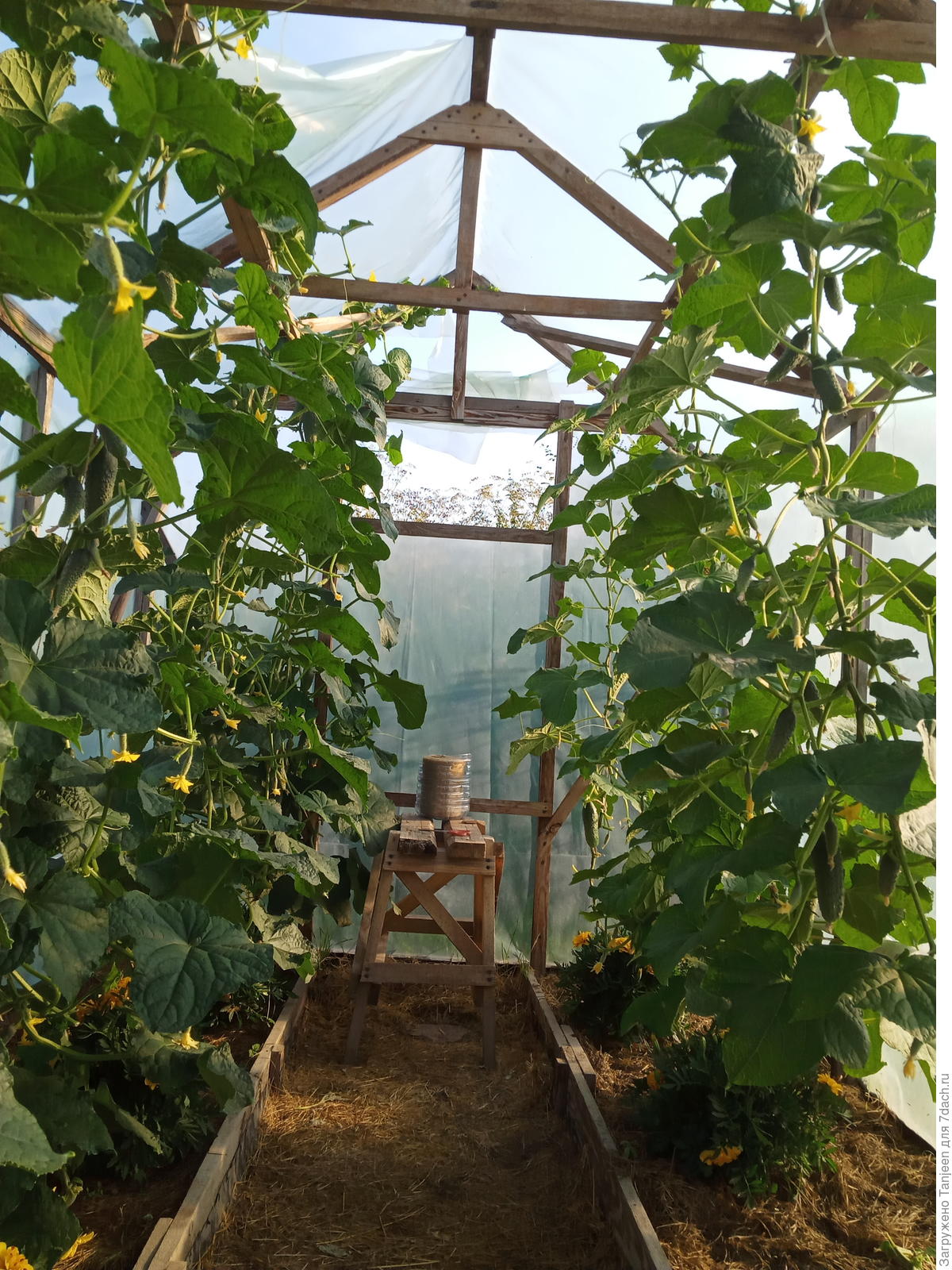 Уход за огурцами