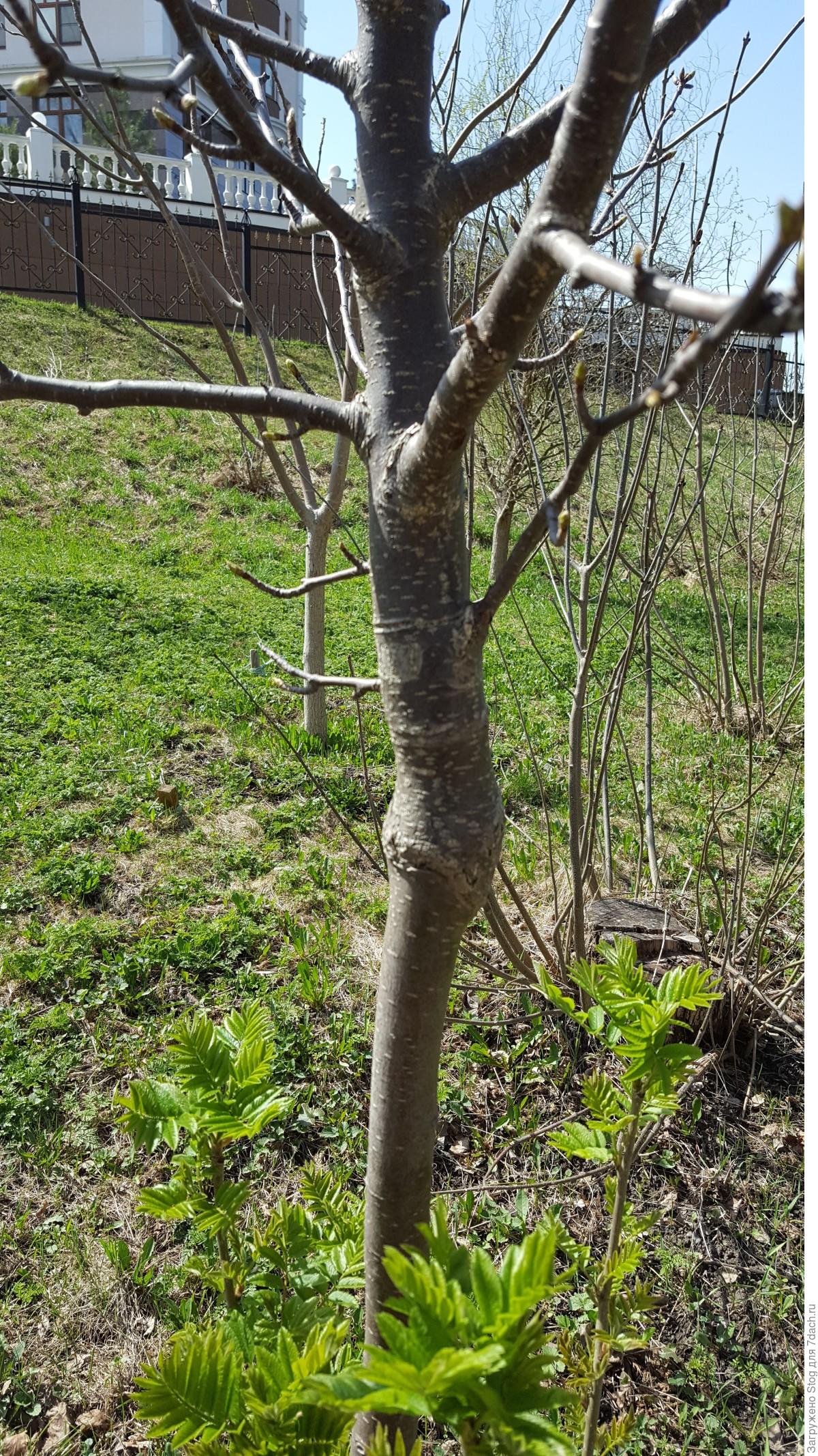 Больное дерево фото