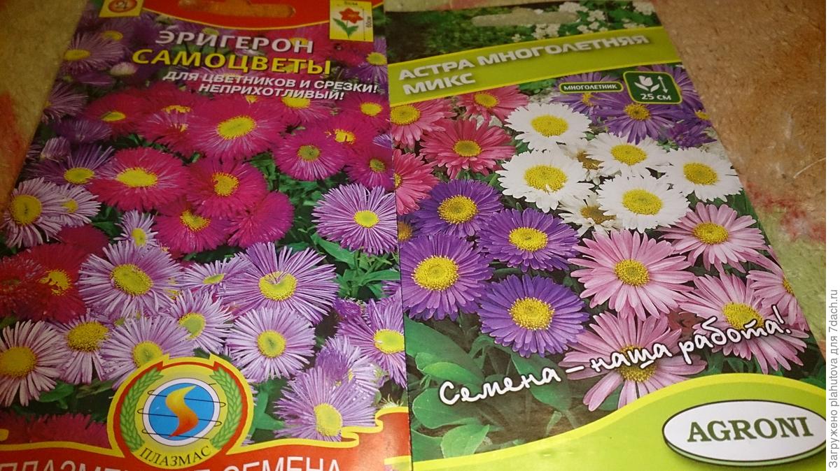 Растения-двойники для дач: цветочные многолетники. Фото