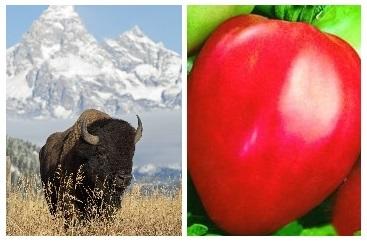 Сердцевидные томаты: сорта и гибриды, описание, фото