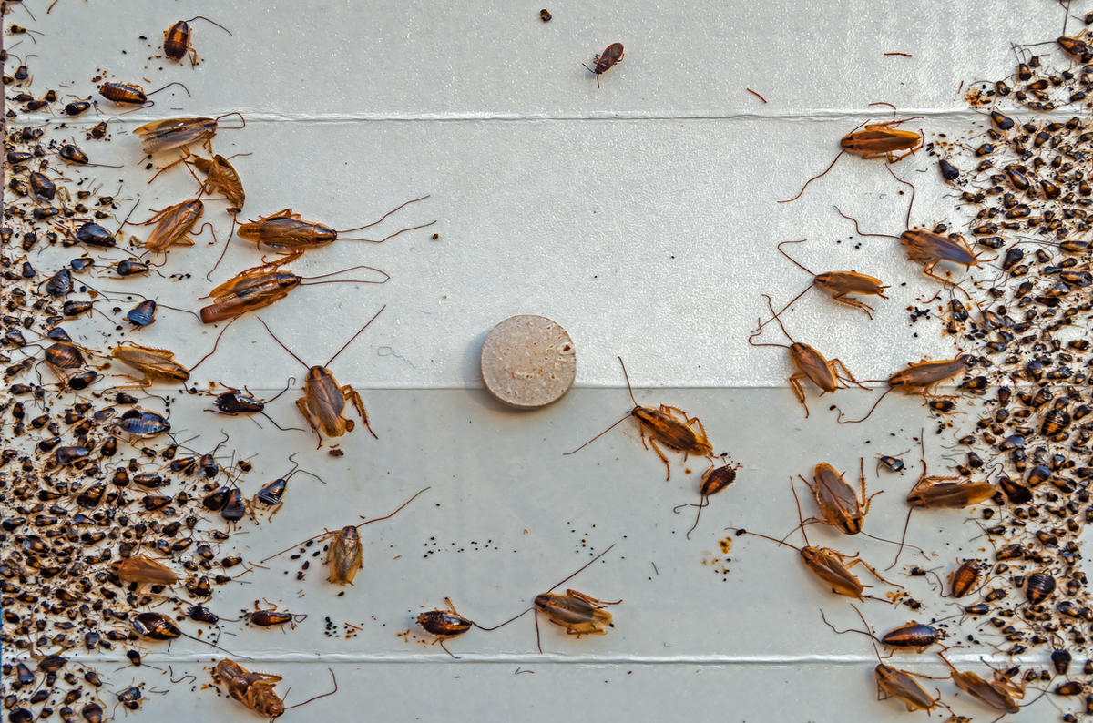 Готовая клеевая ловушка привлекательна для самок, которые сбрасывают оотеку в укромных местах, чтобы потомство вышло из своей капсулы в безопасности. Но тут их ждет погибель