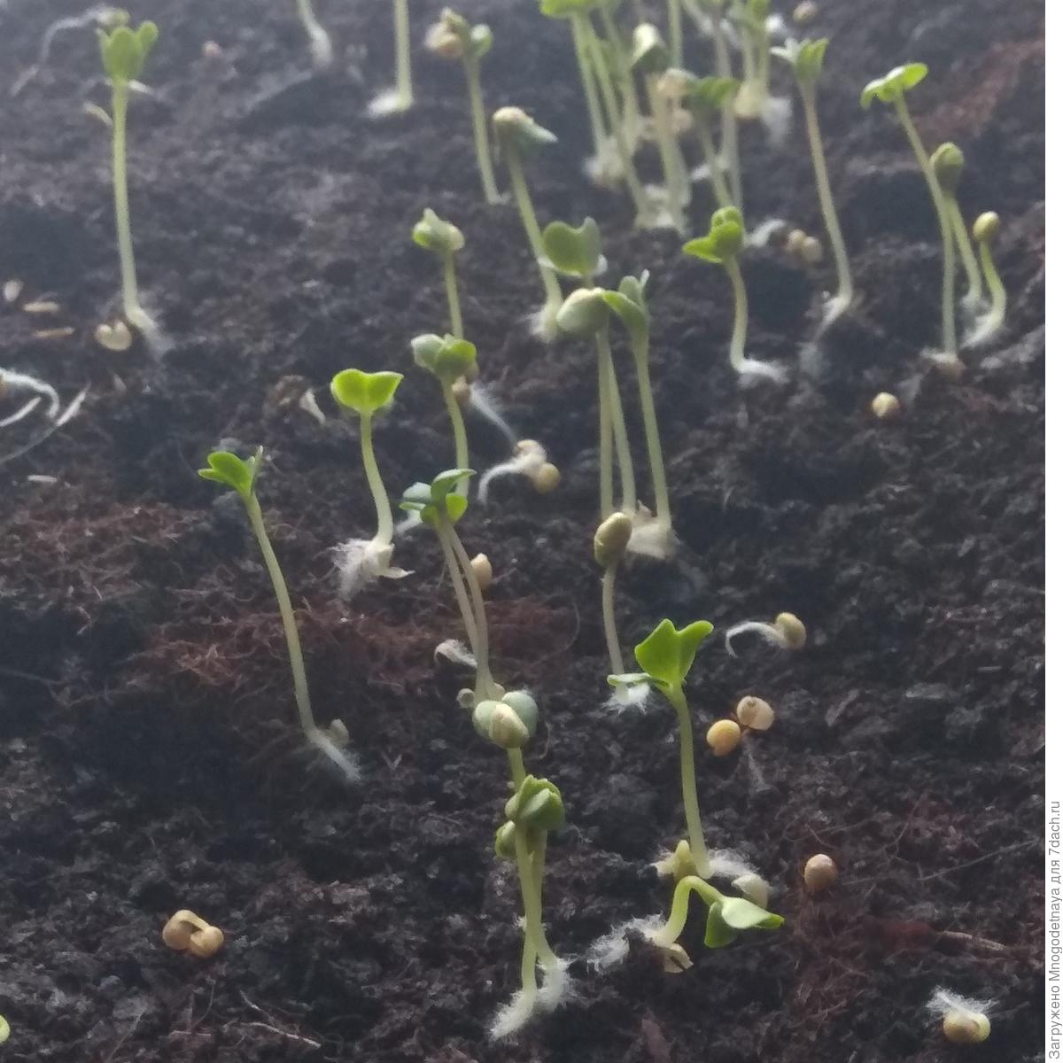 Сроки посадки однолетников на рассаду таблица. Сроки всхожести семян овощей таблица. Рассада бархатцев. Первые всходы бархатцев. Через сколько всходят семена горчицы после посева.