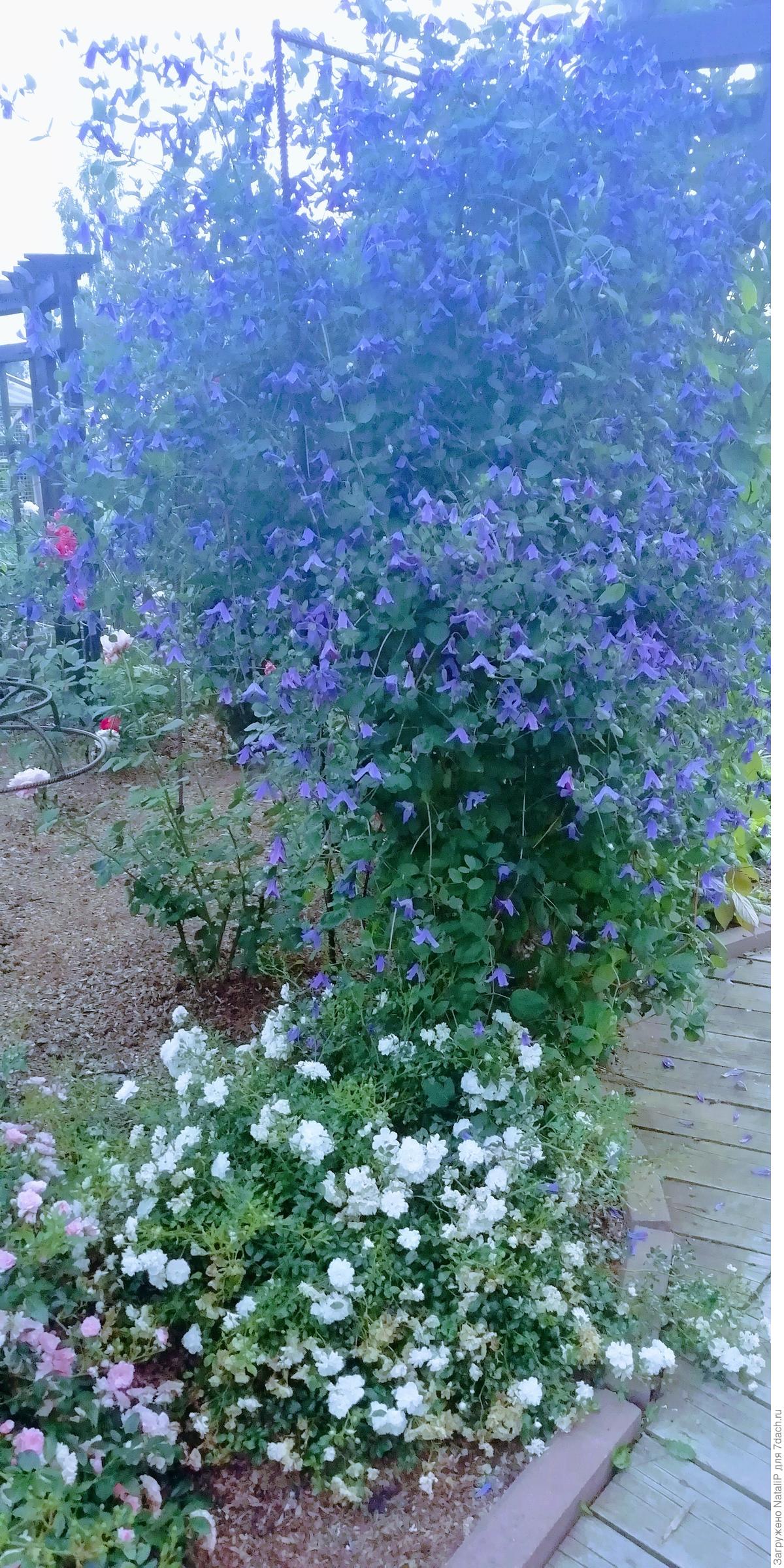 Приглашаю прогуляться по моему саду