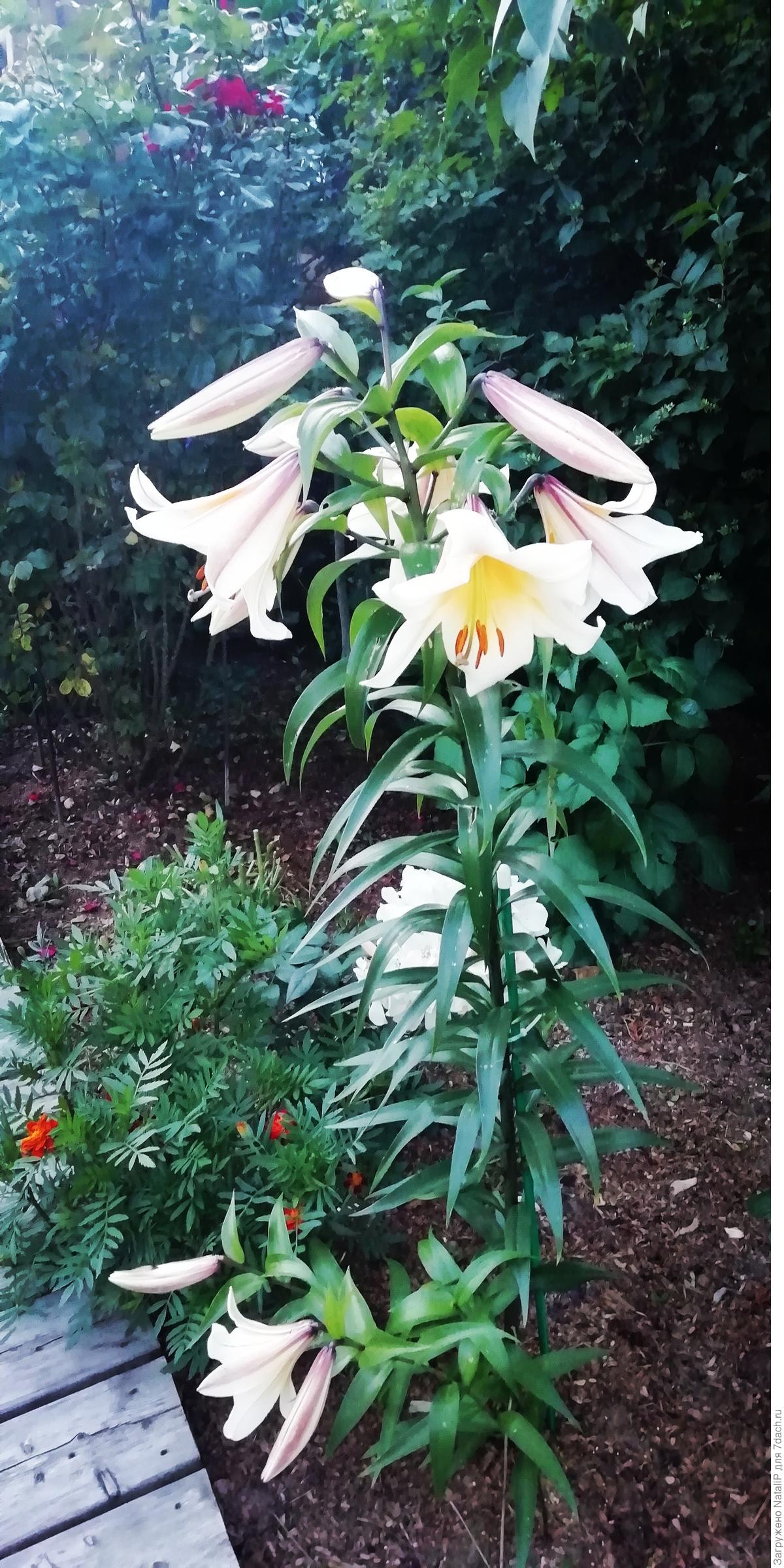 Приглашаю прогуляться по моему саду