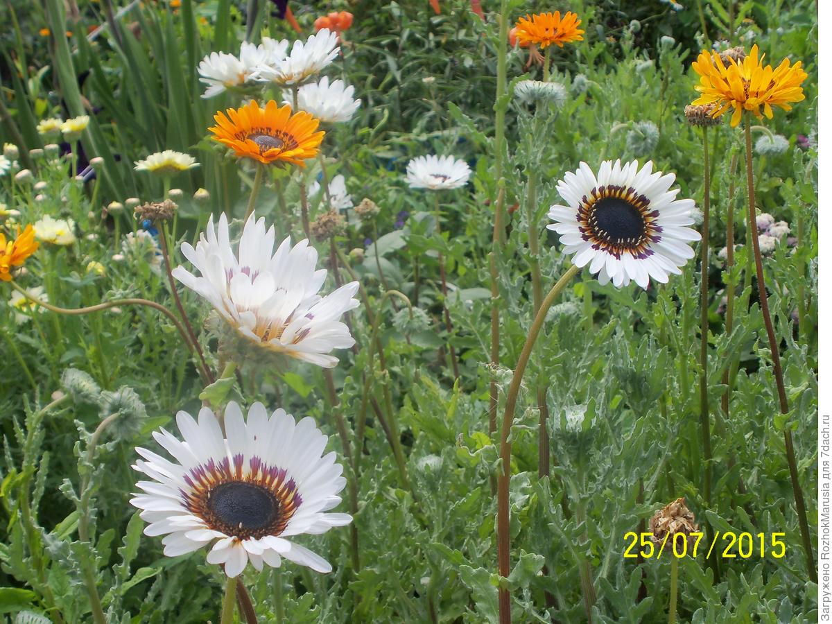 Венидиум пышный. Забытая красота