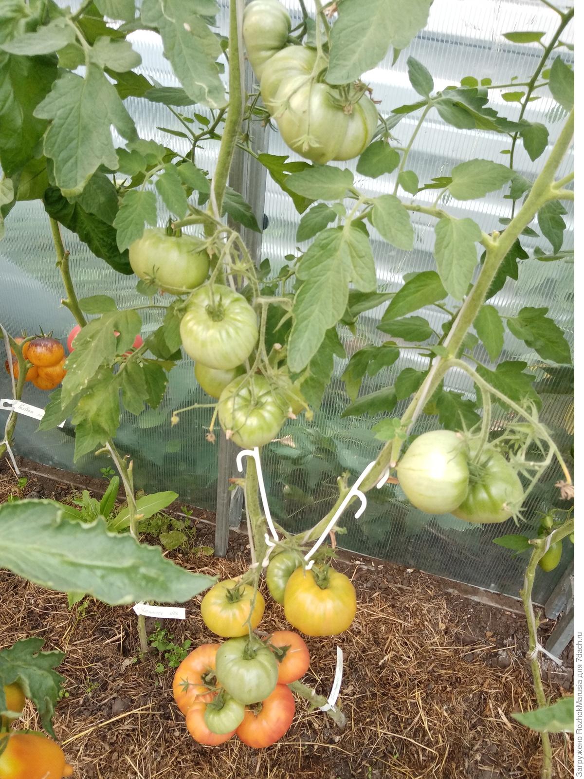 Желтые сорта томатов: описание с фото