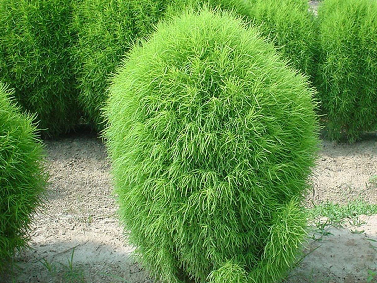 Кохия (бассия): посадка и уход, виды и сорта. Фото
