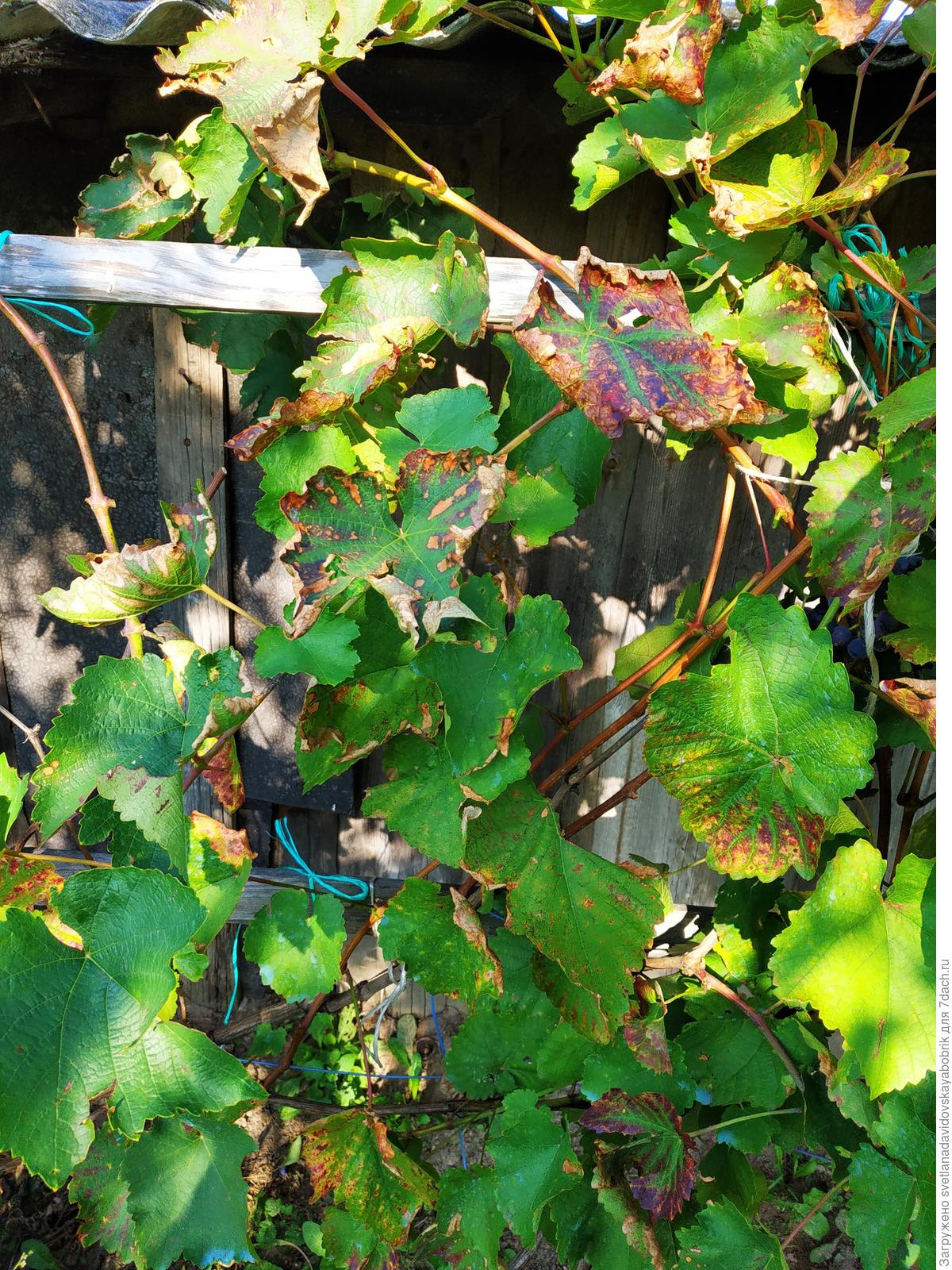 Виноград сохнут края листьев. Болезни винограда скручиваются листья. Болезни винограда листья сохнут. Листья винограда багровеют. Виноградные листья побеги.