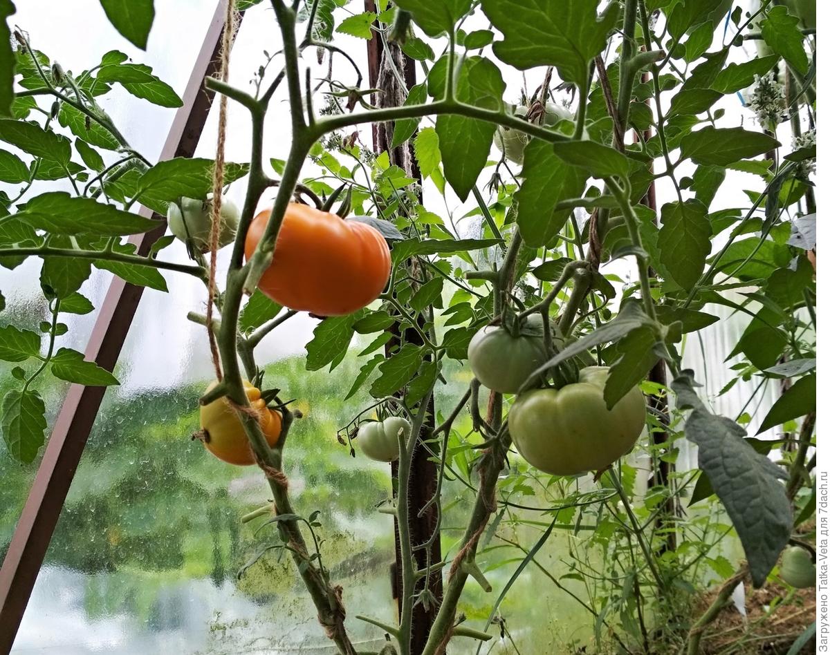 Туманы сбор помидоров
