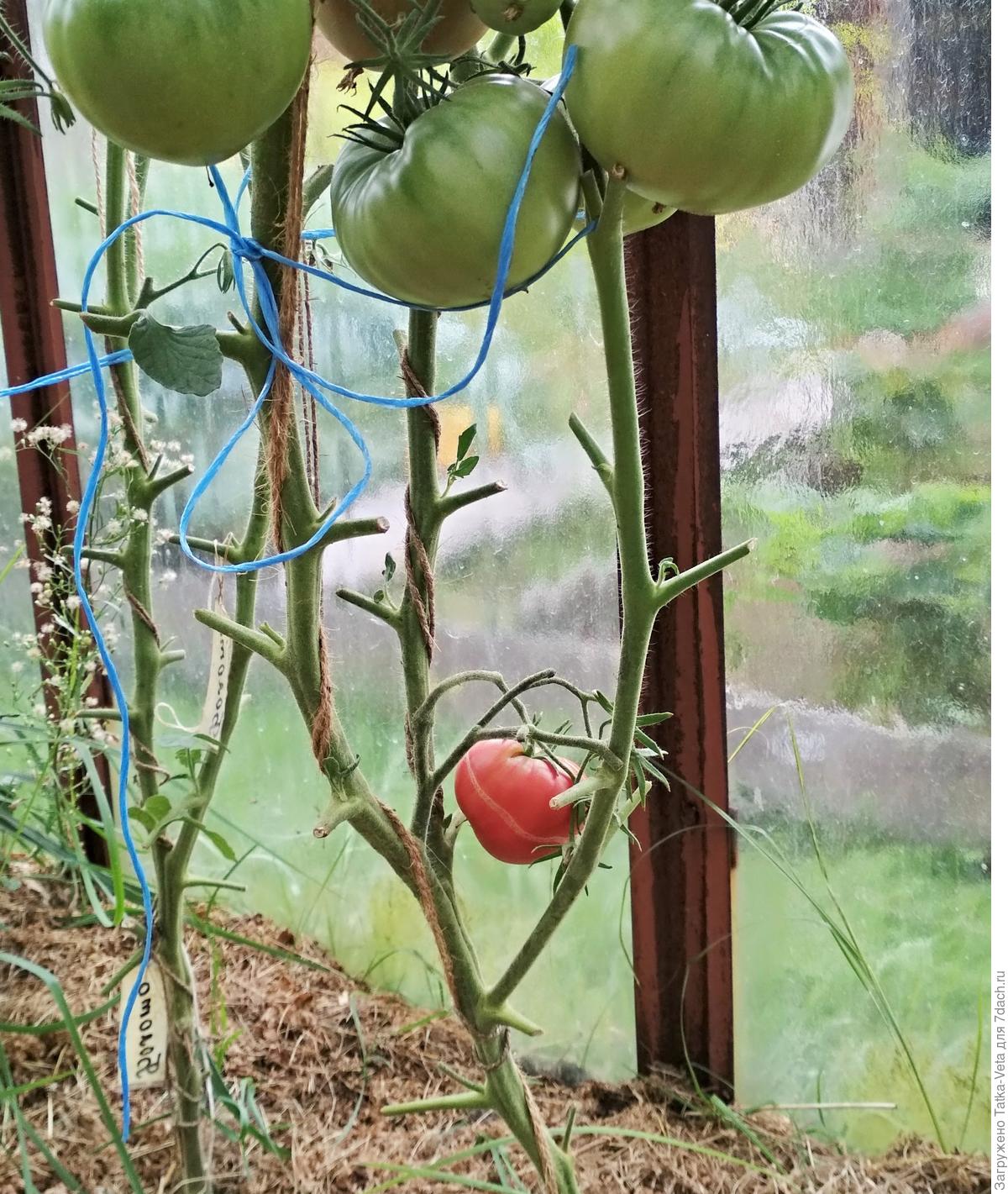 томаты малиновое чудо отзывы фото