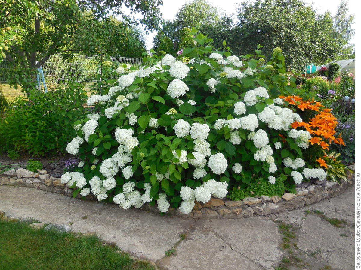 Размножение метельчатых гортензий. Советы опытного садовода. Пошаговые фото