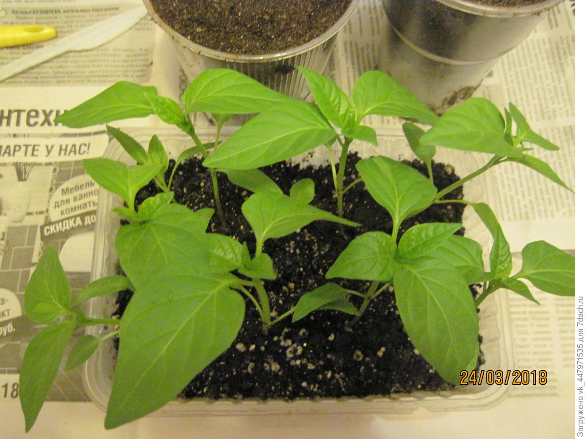 Схема пикировки рассады