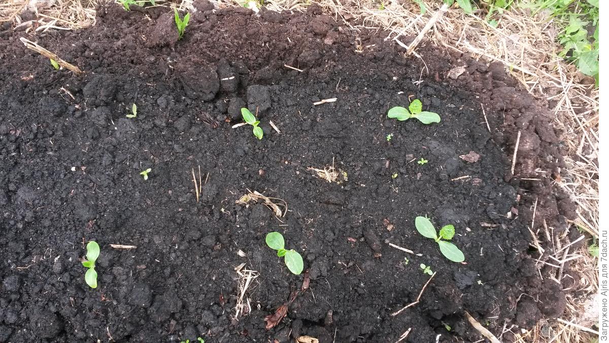 Кабачка взошел. Всходы кабачков. Всходы рассады кабачков. Рассада кабачков цукини. Росток цукини.
