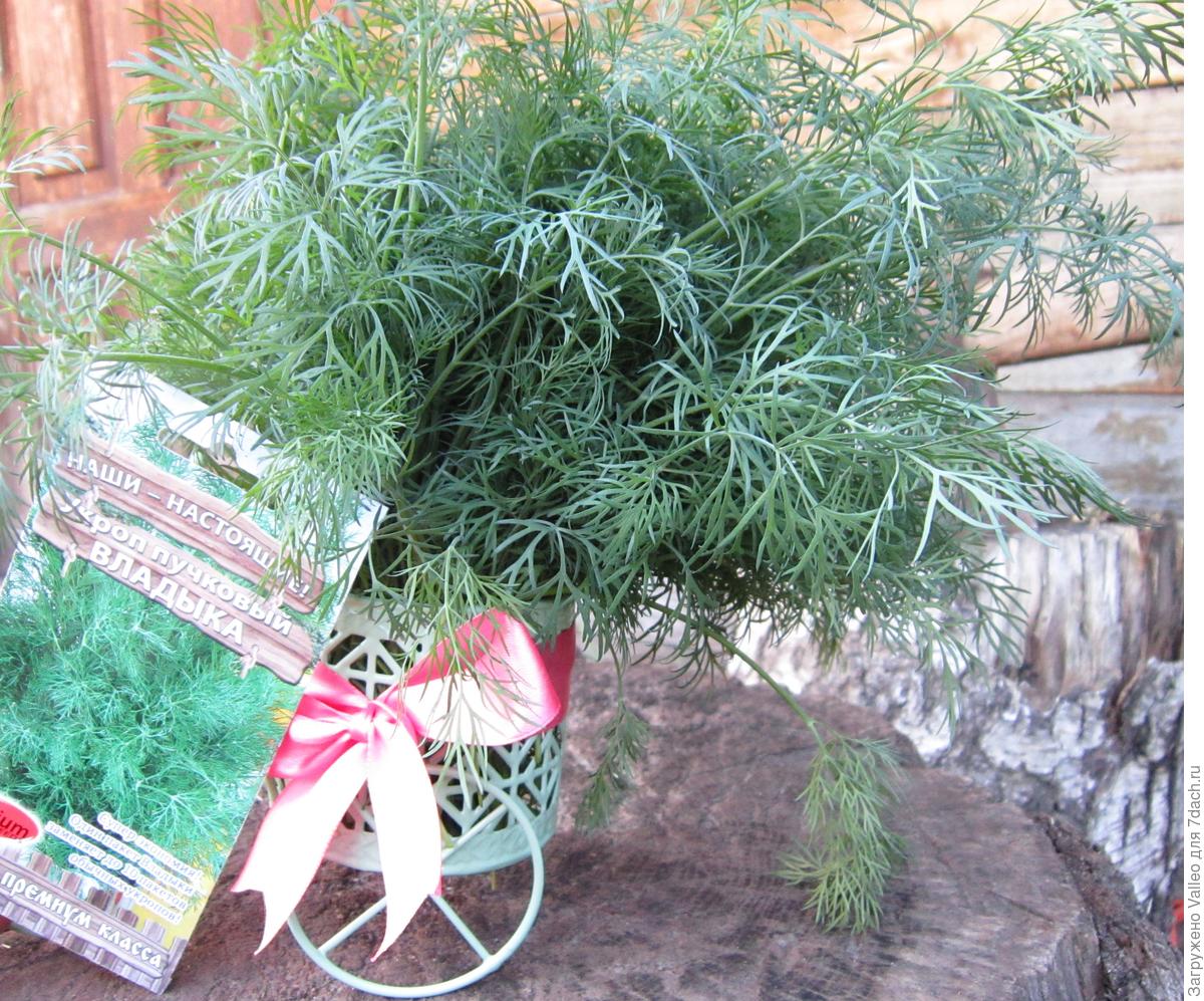 Грядка с зеленым укропом