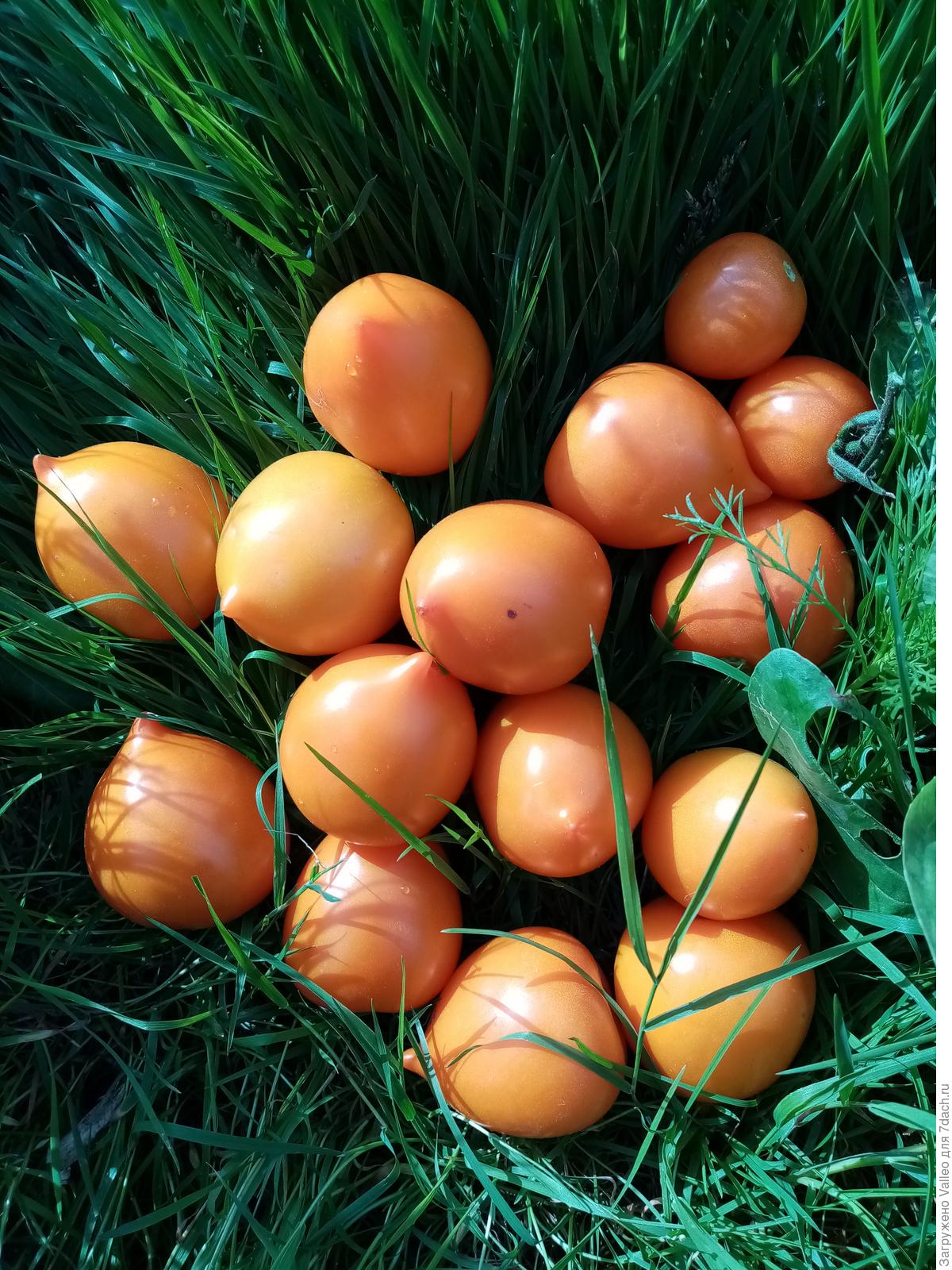 томат ультраскороспелый фото