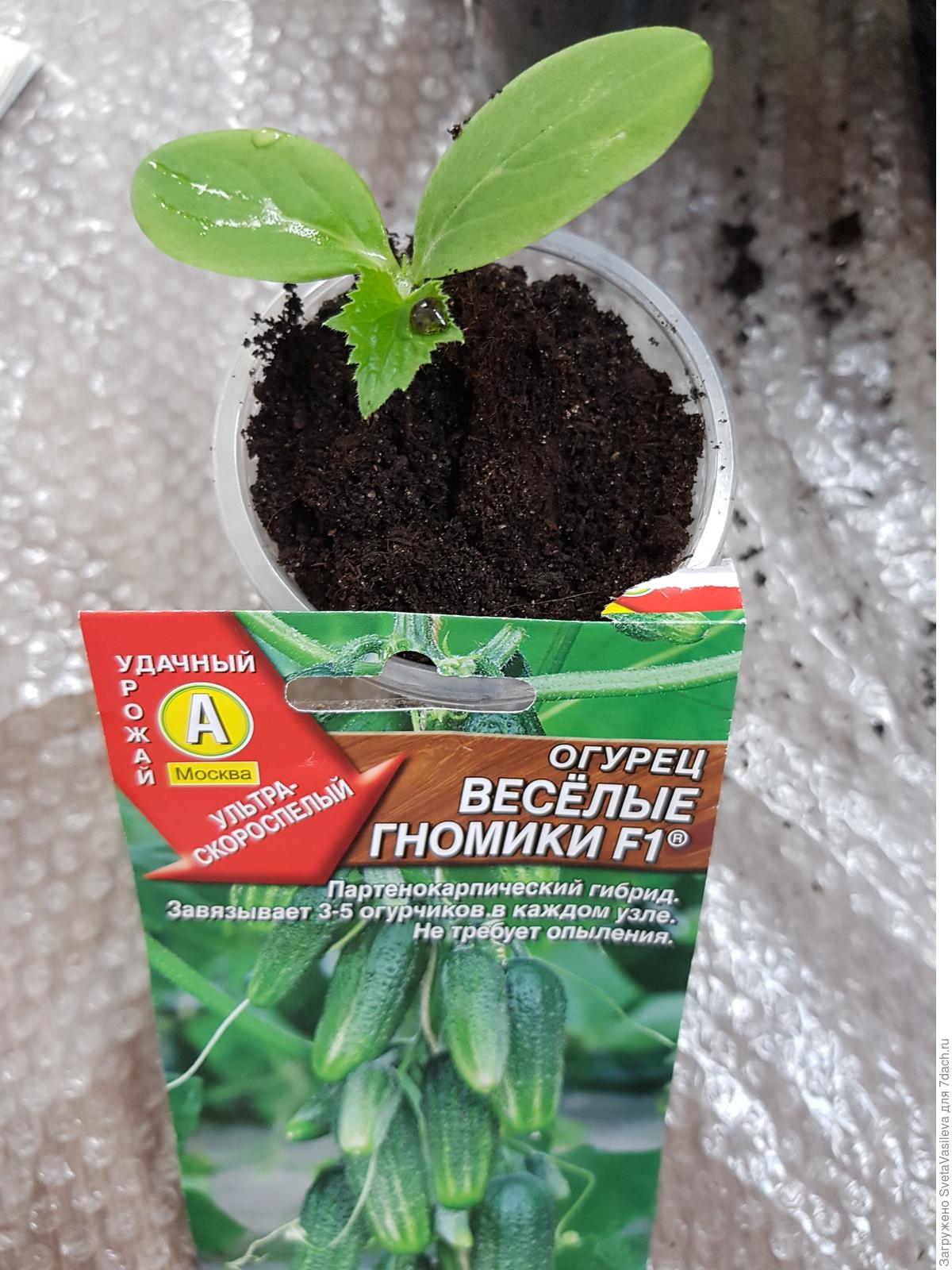 Купить Семена Веселый Гном