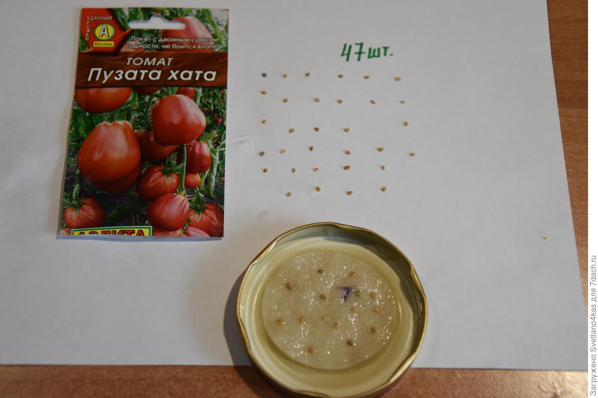 Пузата хата помидоры описание сорта отзывы садоводов. Семена томат Пузата хата. Сорт помидор Пузата хата. Помидоры брюхата хата.