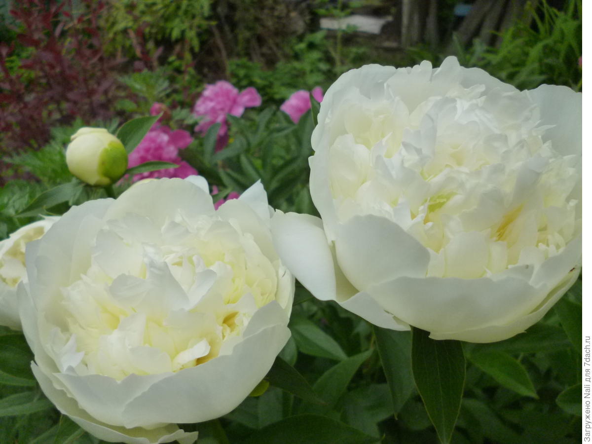 Самые знаменитые сорта роз, пионов и сирени — за что мы их любим?