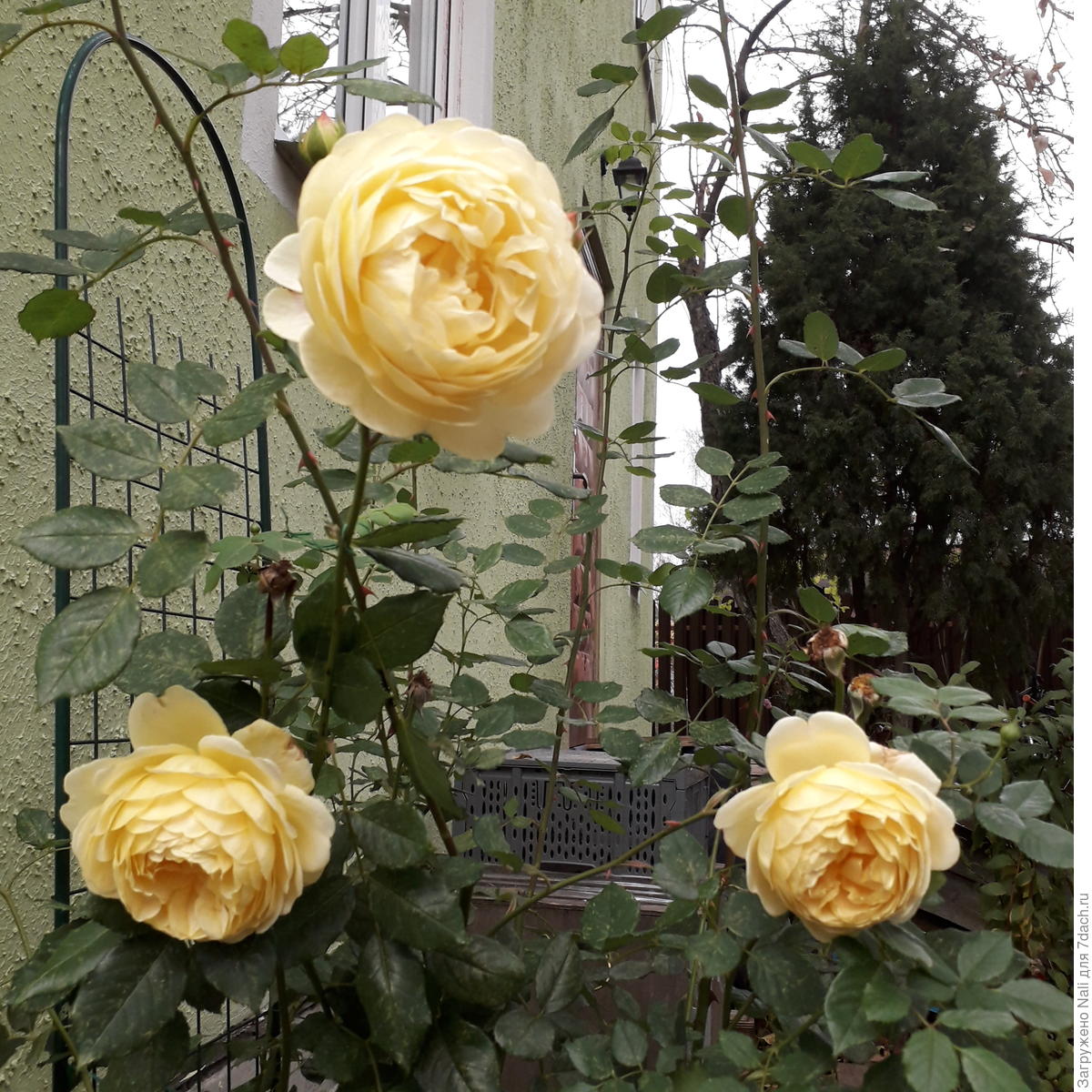 Фото Yellow Rose Golden Celebration aromatic