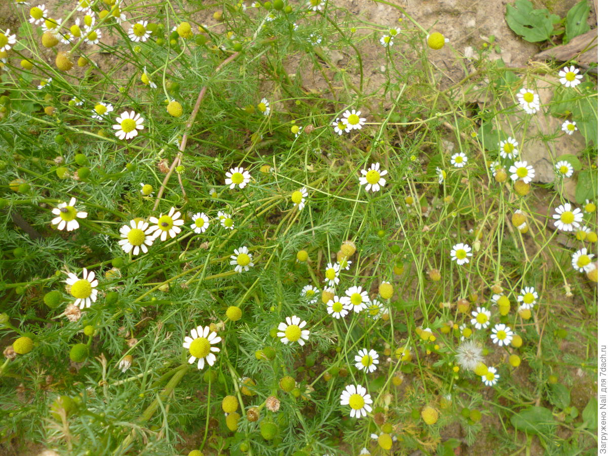 Календарь сбора лекарственных растений, ягод и грибов по месяцам