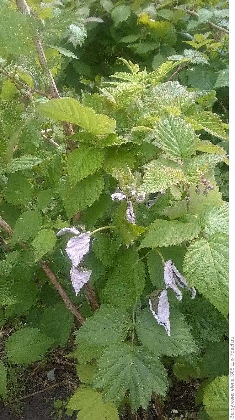 Курчавость листьев малины. Форма листа малины. Малина листья. Курчавость ежевики. Малинная побеговая тля.
