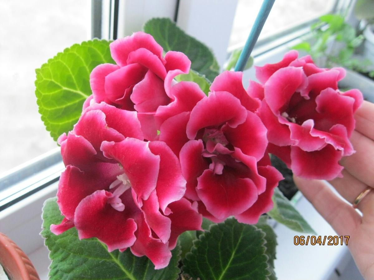 Роскошные цветы глоксинии