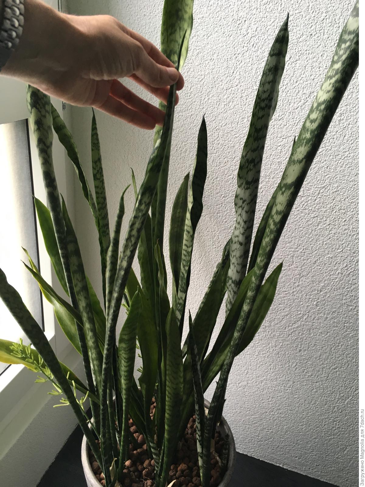 щучий хвост цветок корни. сансевьера, щучий хвост, тещин язык. сансевиерия тещин язык. сансевиерия санрайз. сансевиерия тещин язык щучий хвост.