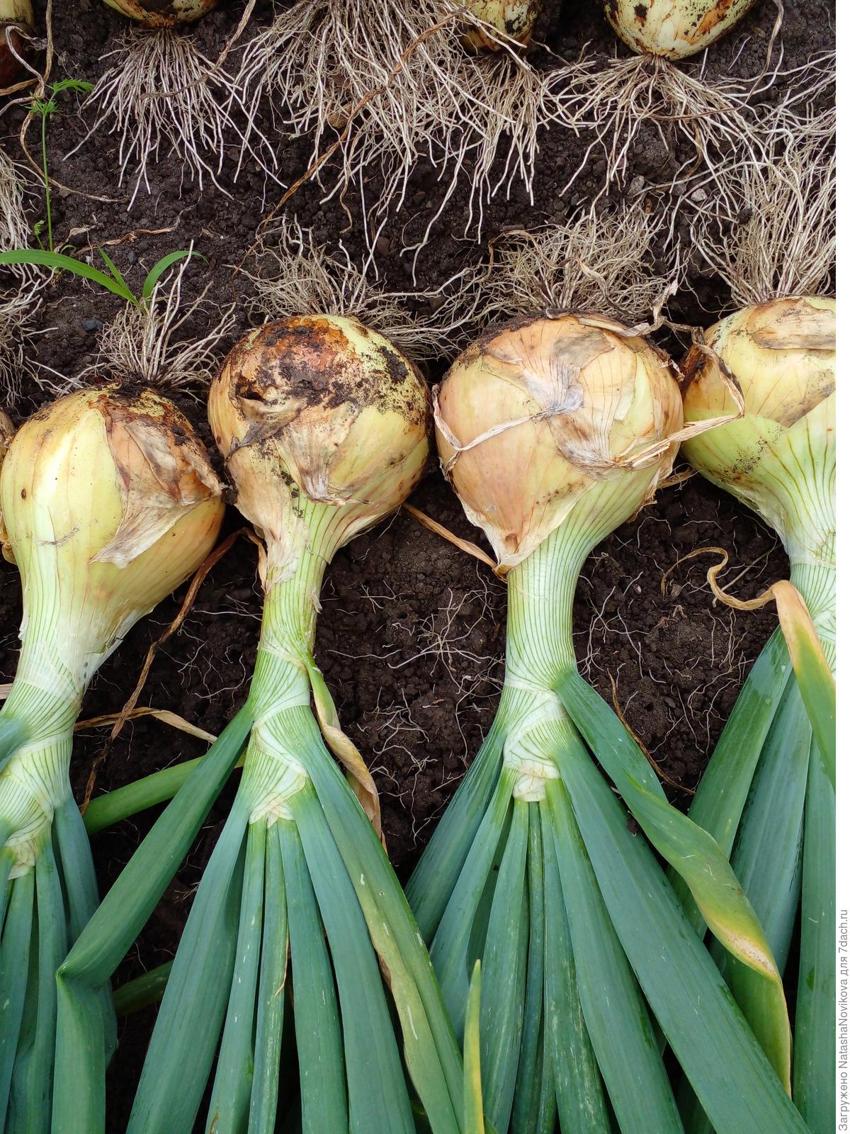 Лук Эксибишен. Выращивание в Сибири. Урожай. Характеристики сорта. Фото