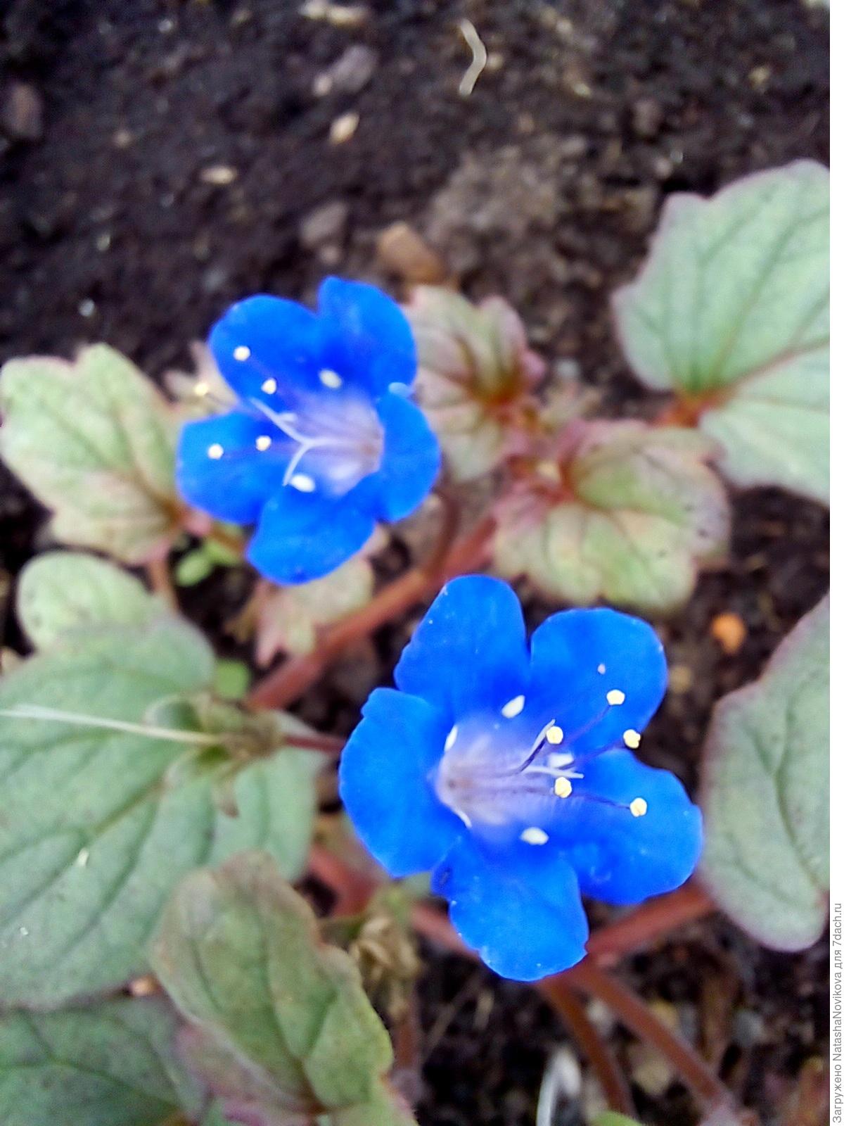 Фацелия колокольчатая: особенности выращивания из семян и ухода. Фото