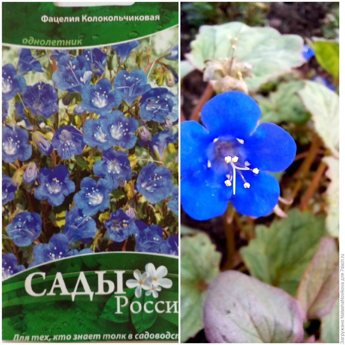 Фацелия колокольчатая: особенности выращивания из семян и ухода. Фото