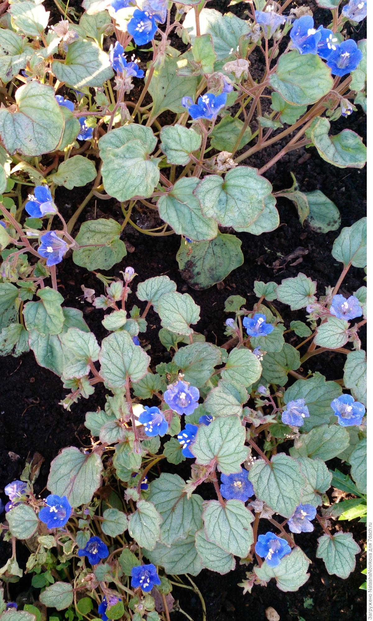 Фацелия колокольчатая: особенности выращивания из семян и ухода. Фото