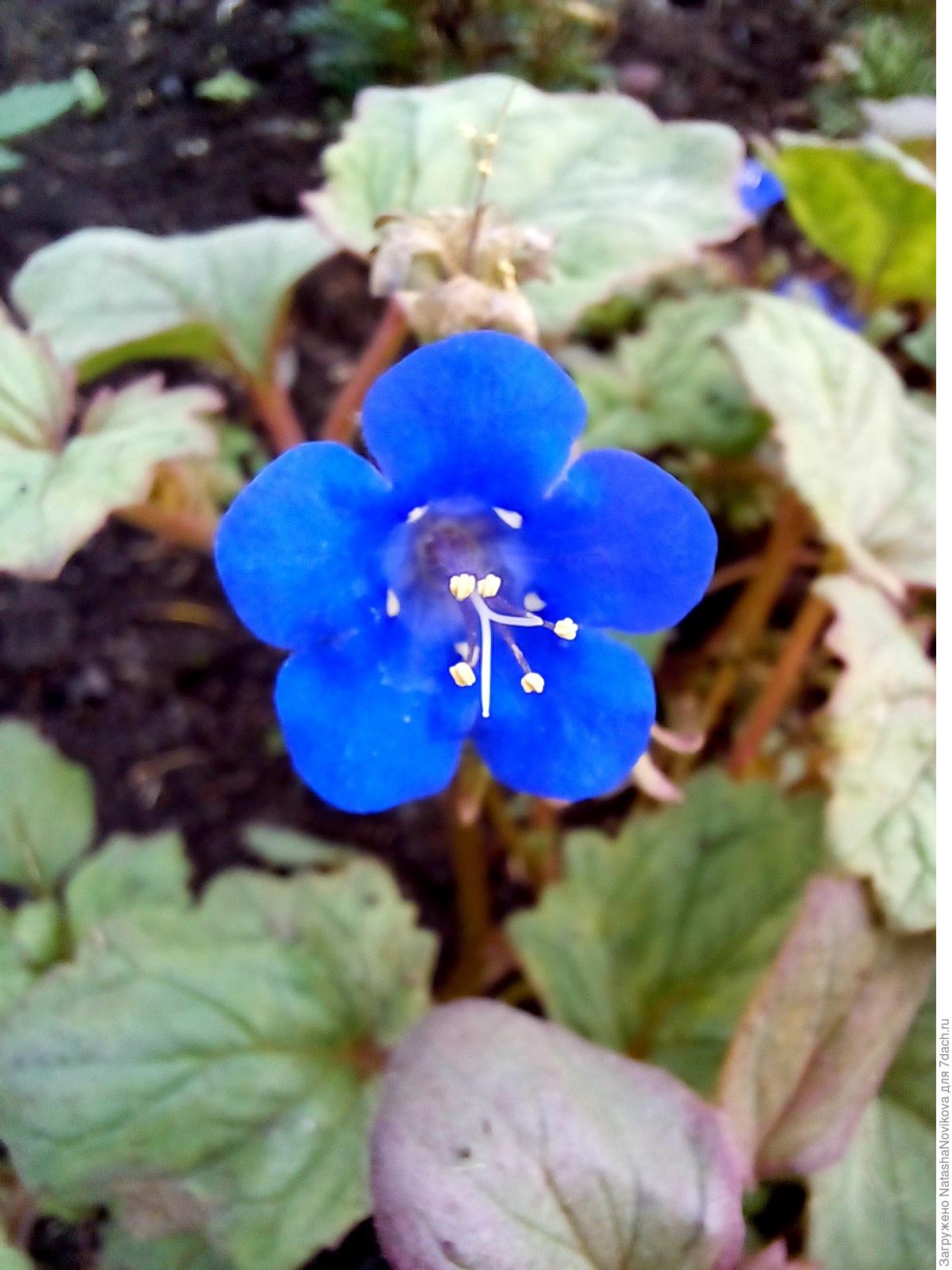 Фацелия колокольчатая: особенности выращивания из семян и ухода. Фото