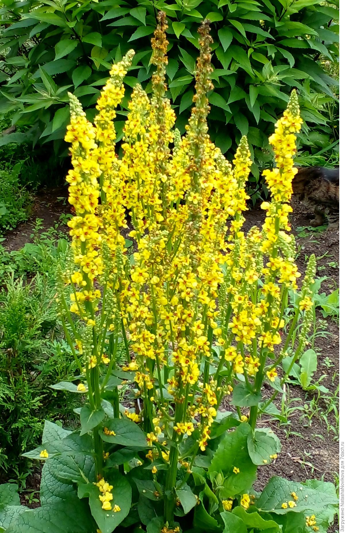 Коровяк Verbascum Honey Dijon