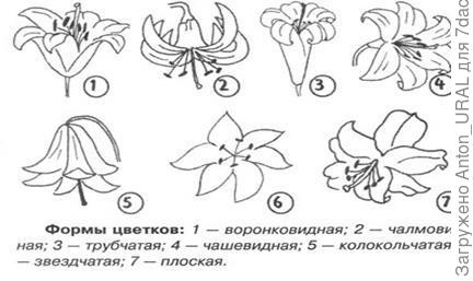 Лилия цветовая схема слова