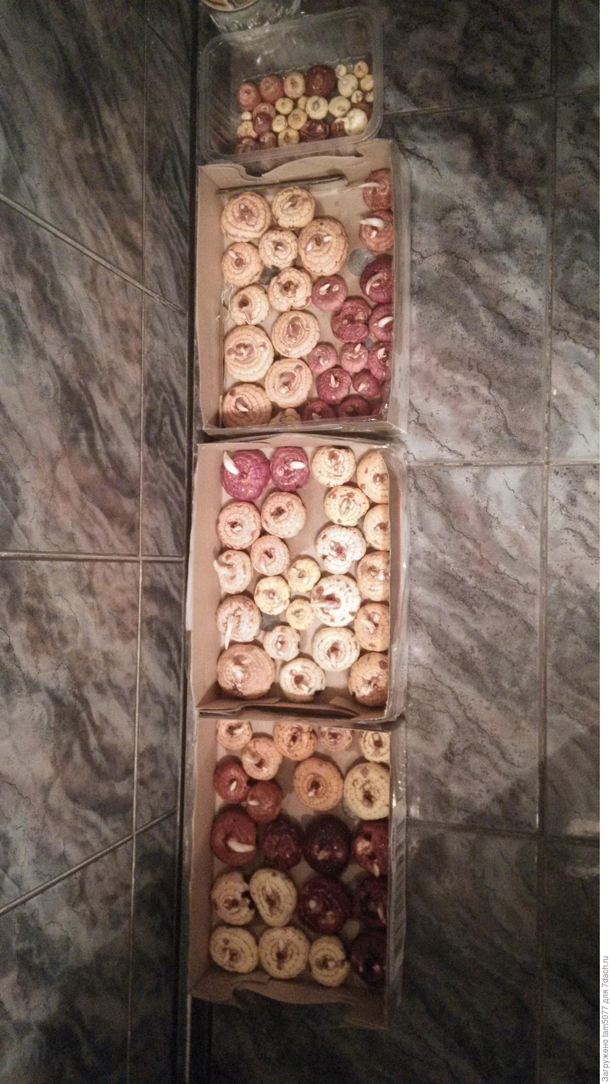 Юридическое лицо это кратко. Эмблема морфем. Богатство. Богачество это. Богатые родители.