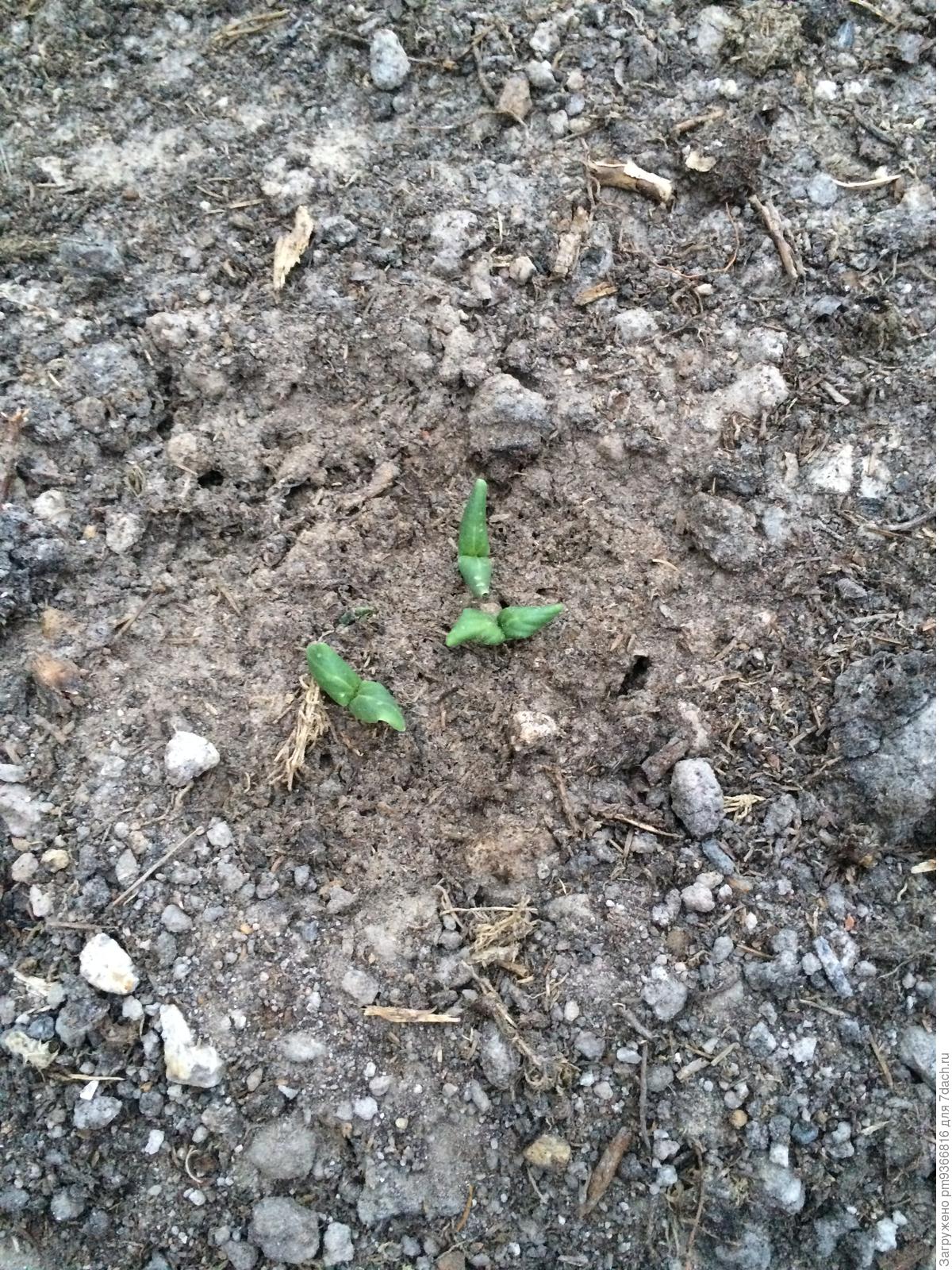 Почему огурцы взошли хорошо, но совсем не растут? ответы