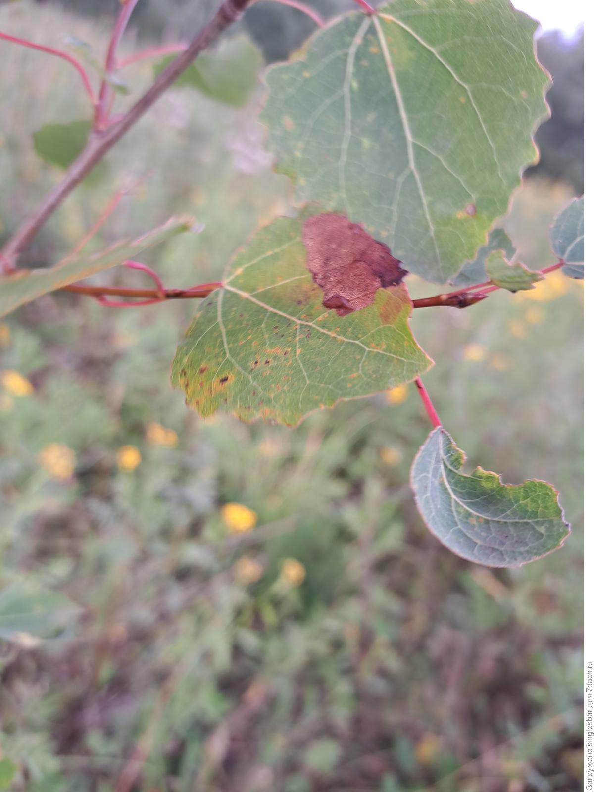 Около просеки теснились молодые осинки и березки. Около просеки теснились молодые осинки и березки. Храм среди берез. Сосново-березово-осиновый лес. Около просеки теснились молодые осинки и березки.