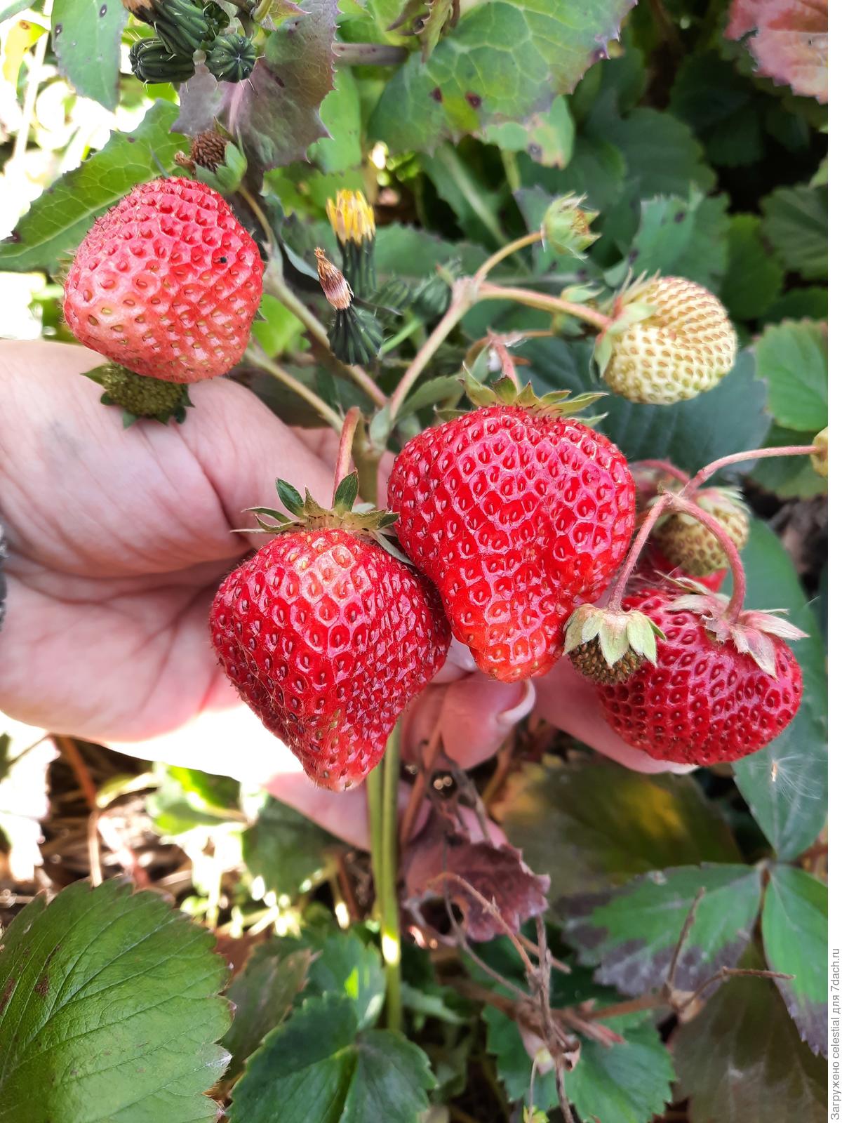 Схема строения куста земляники