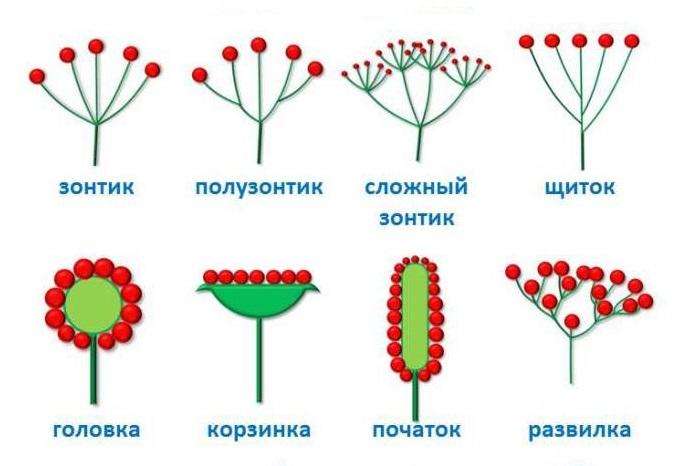 Как называется соцветие изображенное на фотографии к какому типу оно относится