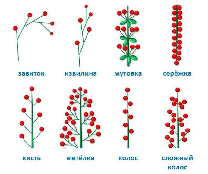 Схема соцветия ромашки